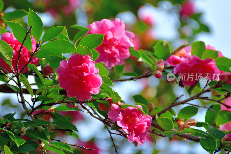 山茶花油茶花