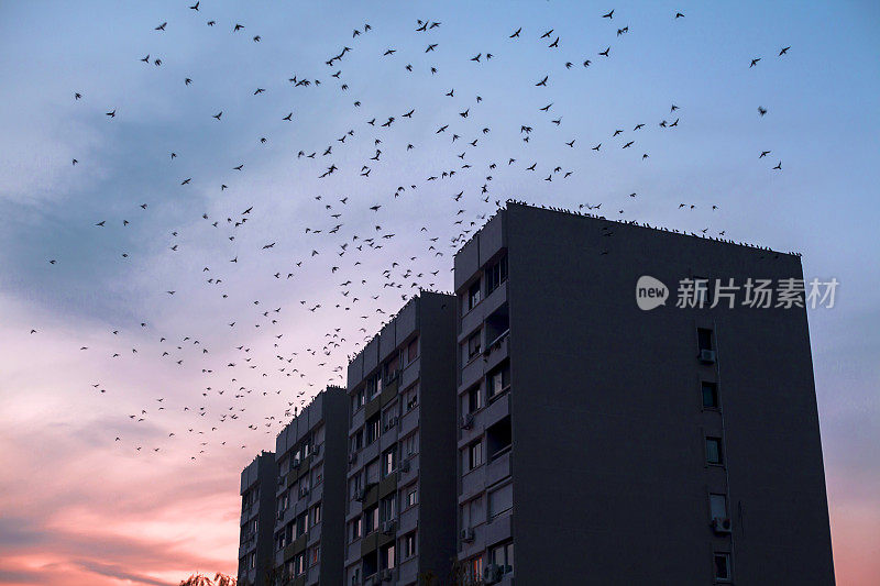 城市鸟类