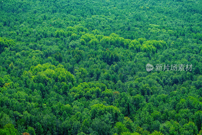 绿色森林背景与鸟瞰图