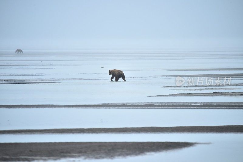 阿拉斯加海岸灰熊