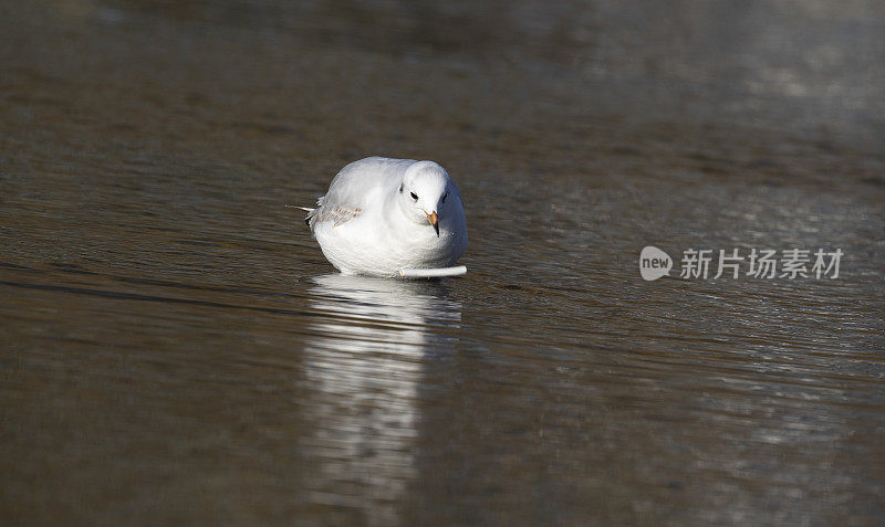 海鸥在浸水寻径塑料管上