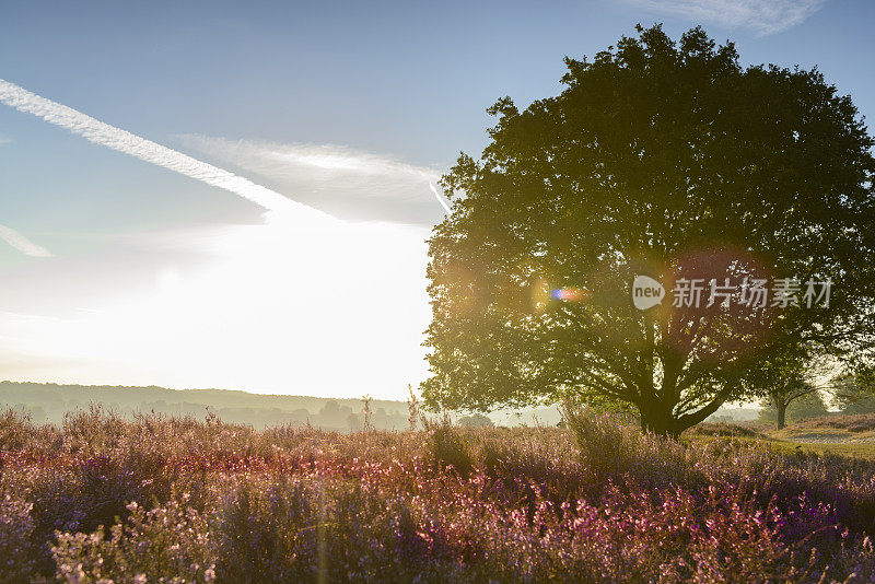 日出在开花的石南田野在山上有一棵大橡树