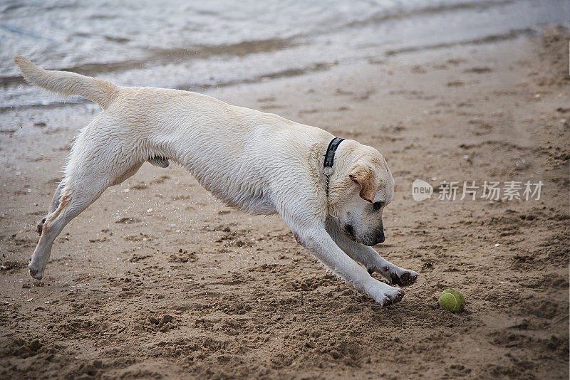 一只拉布拉多猎犬在海滩上追逐一只球