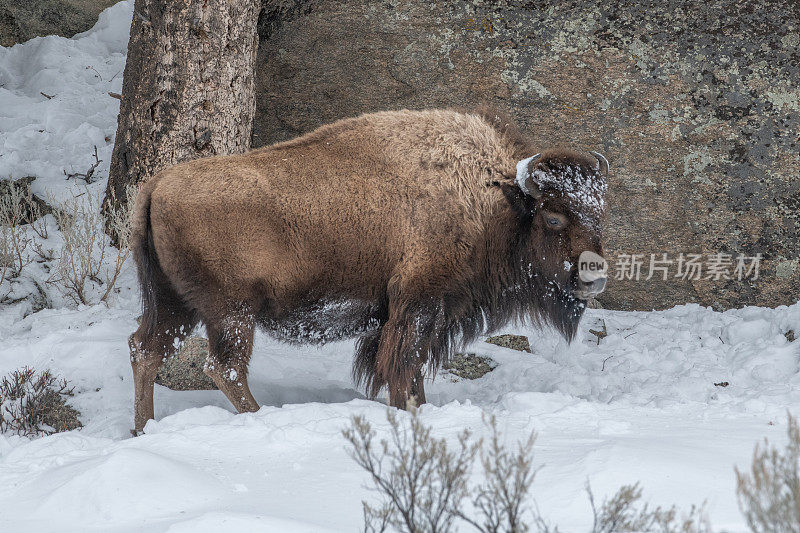 在美国黄石公园，大型的老野牛正在穿越积雪覆盖的大草原
