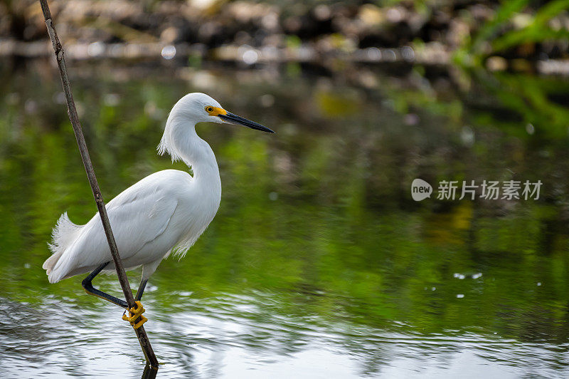 白鹭(白鹭)