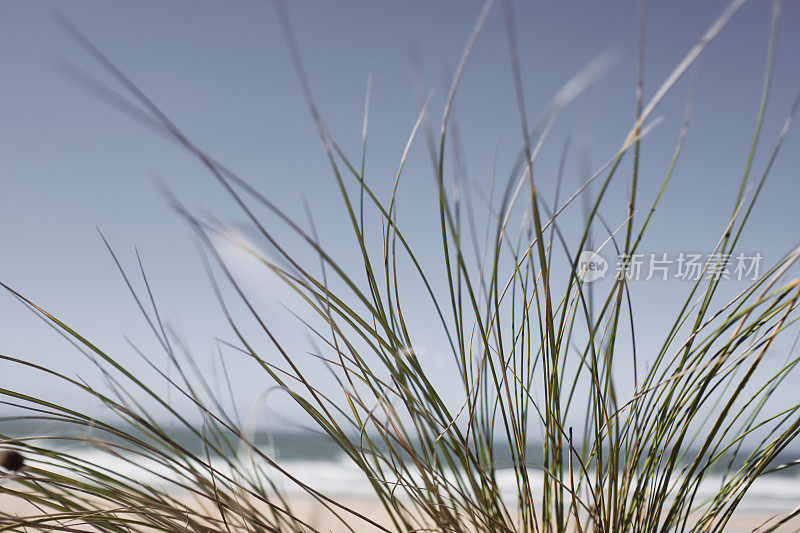 在一个阳光明媚的秋天下午，康沃尔纽基菲斯特拉海滩上的沙丘草。