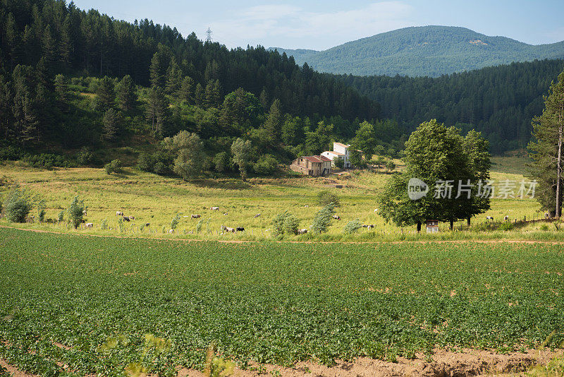 卡拉布里亚锡拉高原的乡村景观