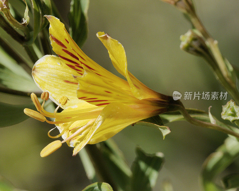 印加百合的一朵花。