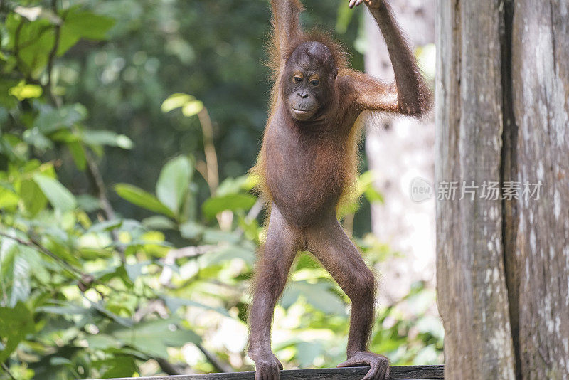 马来西亚婆罗洲丛林边缘的野生猩猩