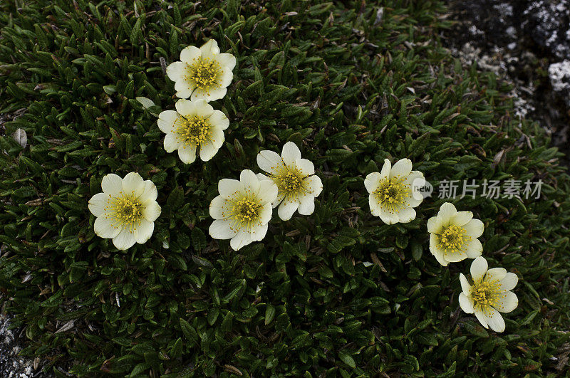 北极水杨梅属植物;新integrifolia;萨默塞特岛;努勒维特;加拿大;蔷薇科，白色，黄色花，北极植物群，北极苔原