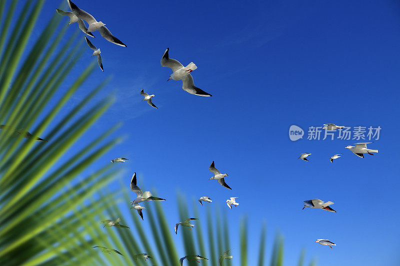 一群海鸥和棕榈树叶