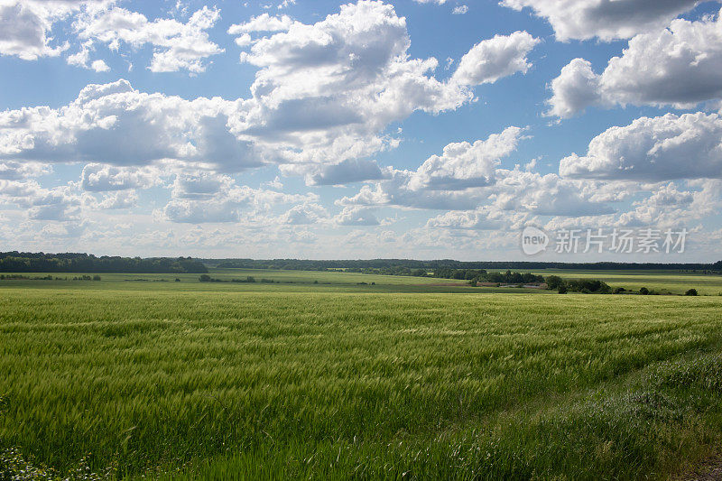 种小麦的地。小麦的小穗在风中摇摆。蓝天上有白云