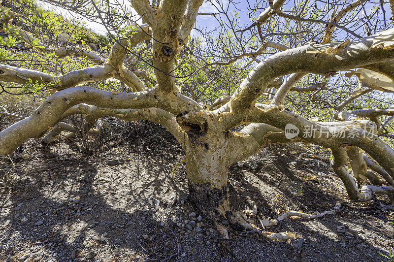 小叶布尔塞拉，俗称象树，索诺拉沙漠，南下加利福尼亚，墨西哥