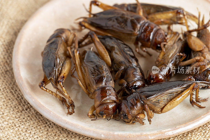 食物昆虫:蟋蟀昆虫油炸酥脆的食物，作为食品在盘子上麻布，是很好的膳食来源，高蛋白食用和替代未来的食物。昆虫学的知识概念。