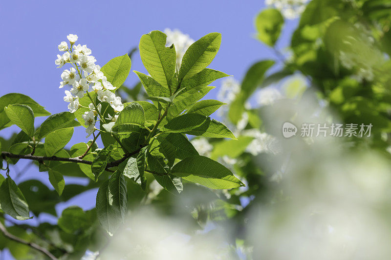 鸟樱花