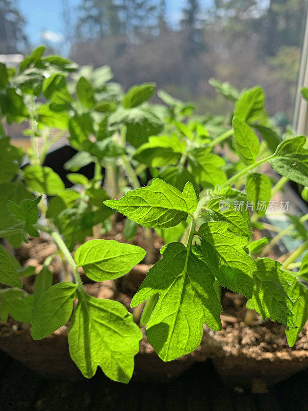 为了粮食安全，在家中种植番茄幼苗