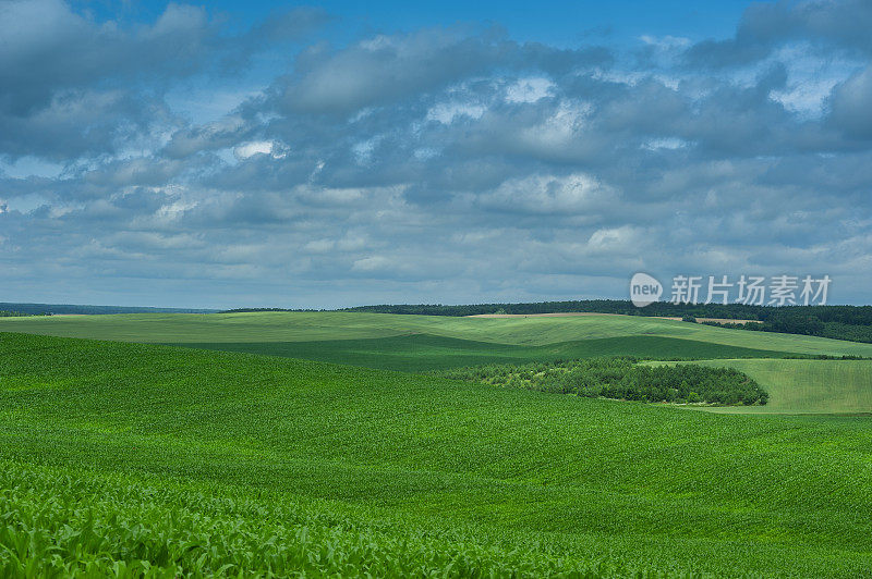 玉米田乡村景观和多云的天空