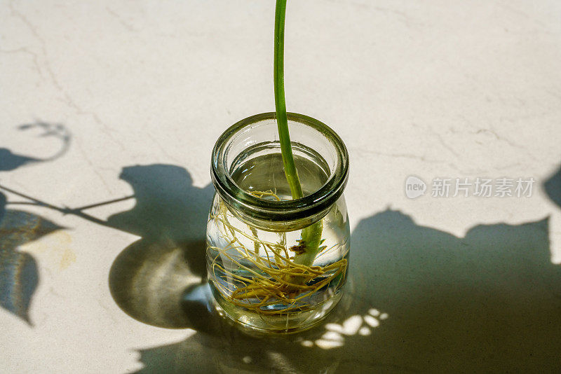 绿芽。植物播种和生长的步骤。绿色豆芽。花瓶内的绿叶植物