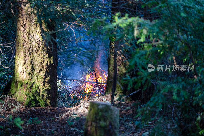 加州北部红杉森林发生火灾