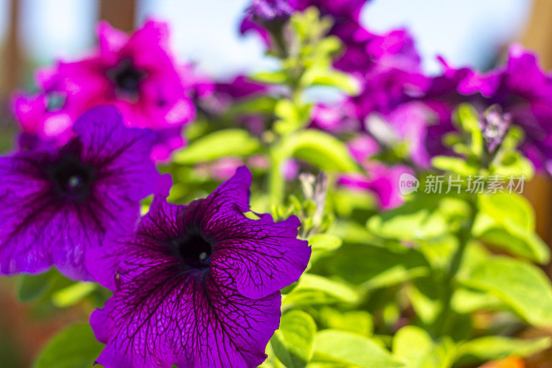 夏日花园中两朵盛开的紫色牵牛花(petun)近距离展示。，以紫罗兰花为封面、横幅、明信片。