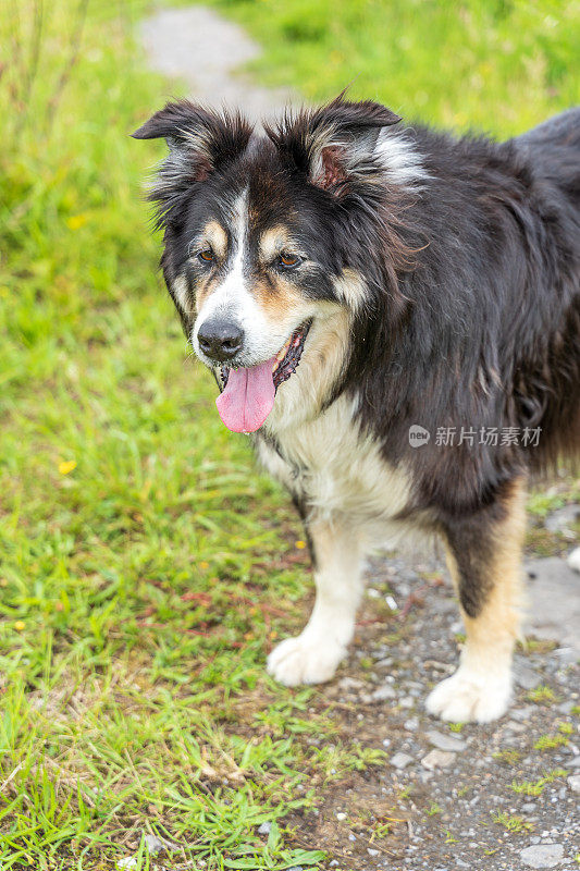 边境牧羊犬在乡间小路上