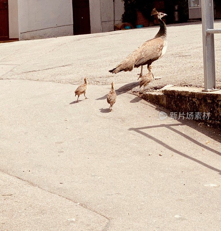 母孔雀和孩子们在柏油路上散步