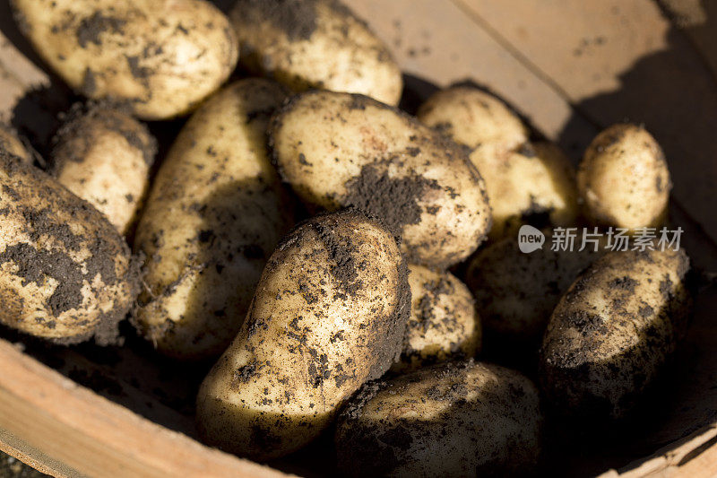 新挖土豆