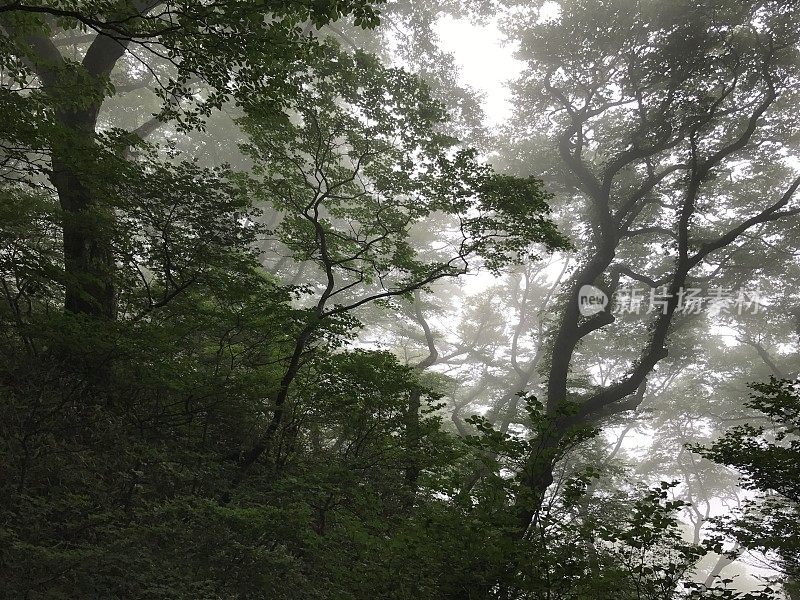 日本爱媛的Saragamine山(四国100座名山)