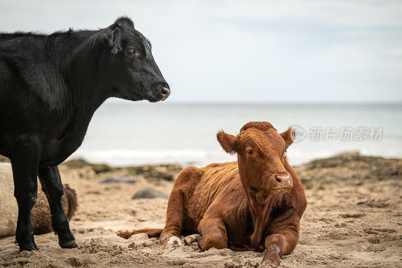 两只肉牛在平静的海面上的沙滩上休息