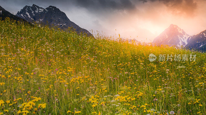 田园诗般的高山景观-瑞士恩加丁的Tarasp野花草地