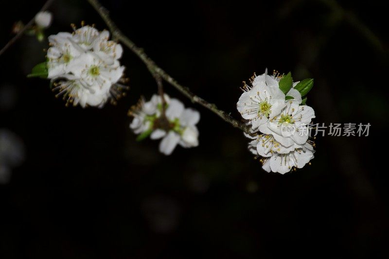 夜花园里的梅花