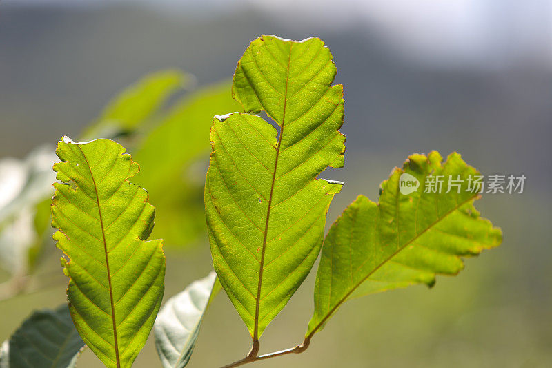 绿色植物