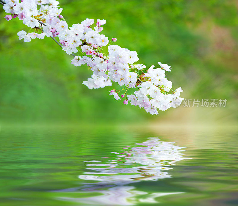 樱花枝与白花倒影在水面上