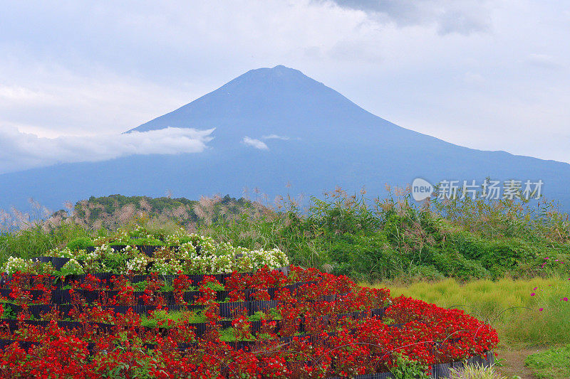 富士山与花(海棠，高屋，日本银草)在前面