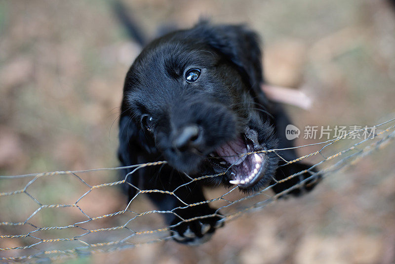 纯种平毛寻回犬，六周幼犬户外。