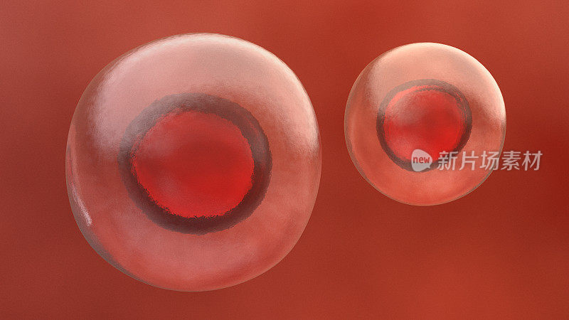 红色的干细胞
