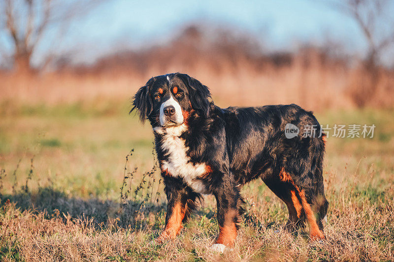 伯尔尼兹山犬