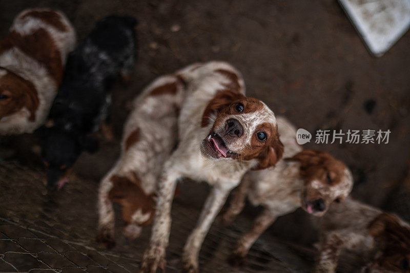 一群欢快的狗在饲养员围栏上跳跃