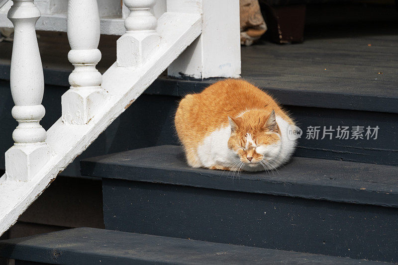 台阶上的家猫