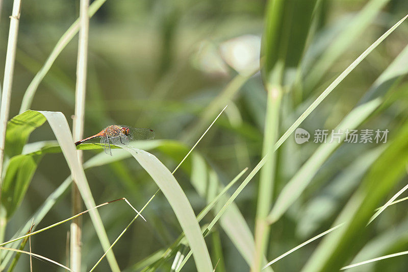 Meadowhawk蜻蜓