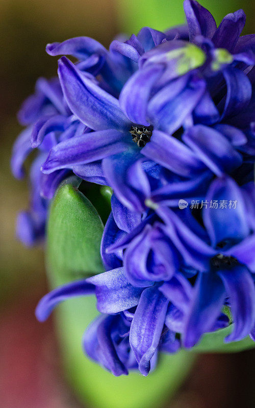 一个开花的蓝色‘荷兰风信子’植物球茎的宏观碎片