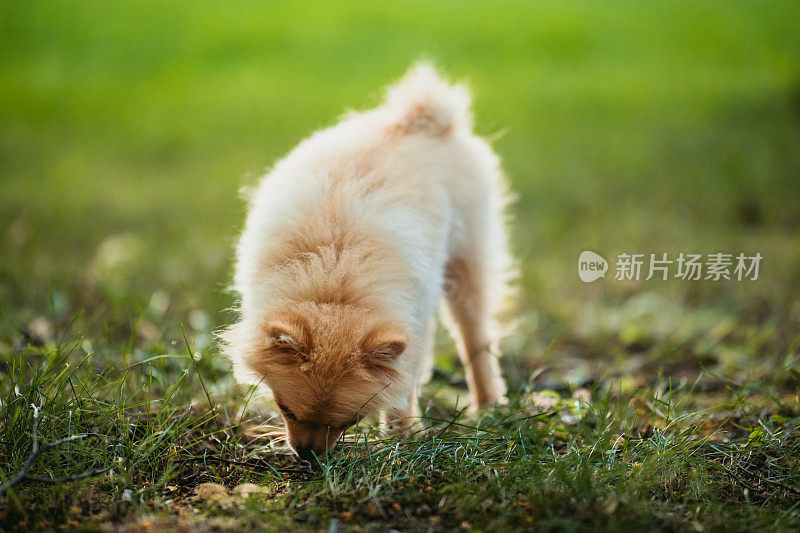 可爱的博美犬在草丛中嗅来嗅去