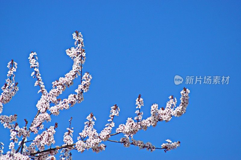 立春。梅树枝干，背景为湛蓝的天空。巴伐利亚,德国。