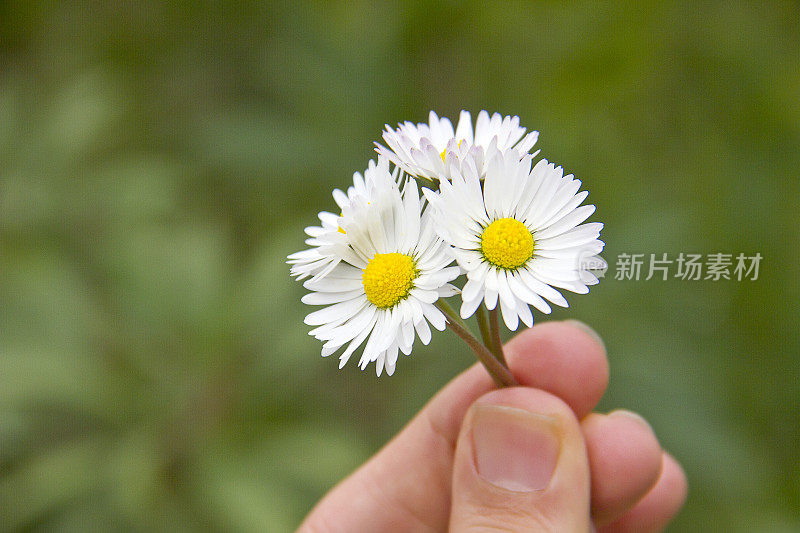 雏菊花