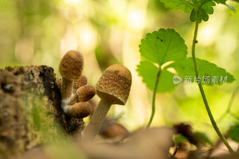 森林里的食用菌