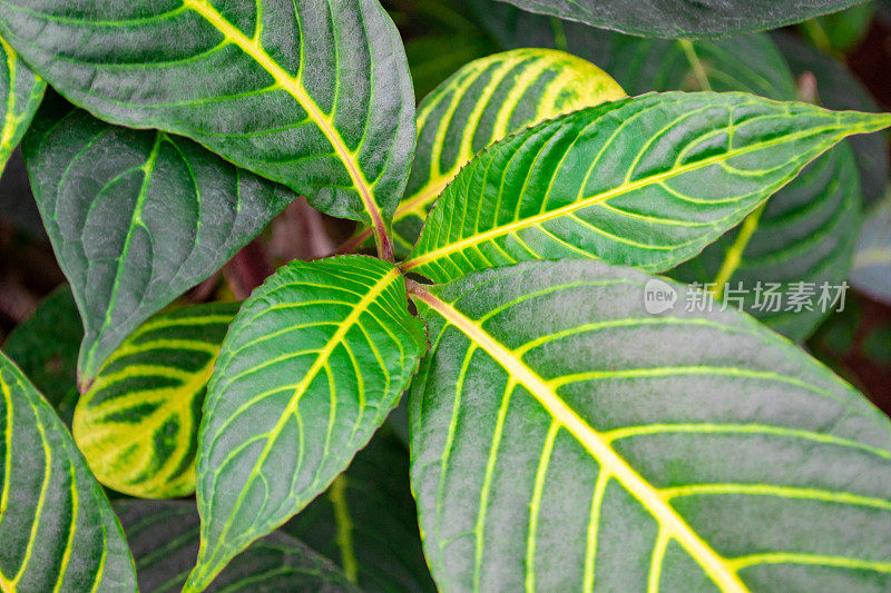 俯视图桑切亚植物。特写的生动的绿色叶子与黄色的脉络