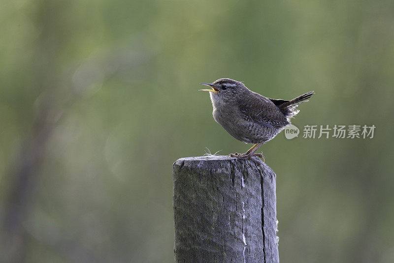 雷恩