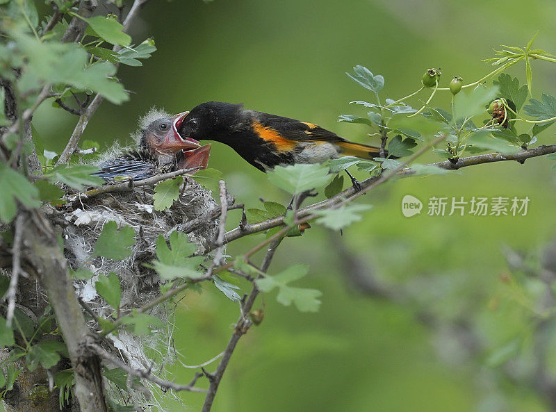 美洲红尾鸲公鸟在喂他的雏鸟