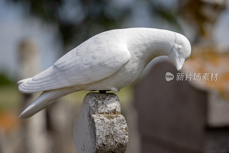 墓碑上的大理石鸽子