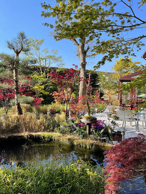 阳光明媚的日本花园和鱼游泳的锦鲤池的形象，装饰木材露台，枫树槭树，竹子，盆栽植物，观赏性草，日本花岗岩灯笼，盆景树和树篱背景